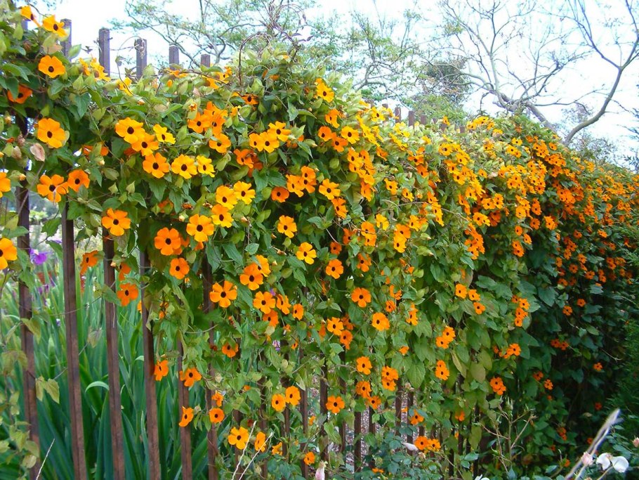 Перголы для петунии