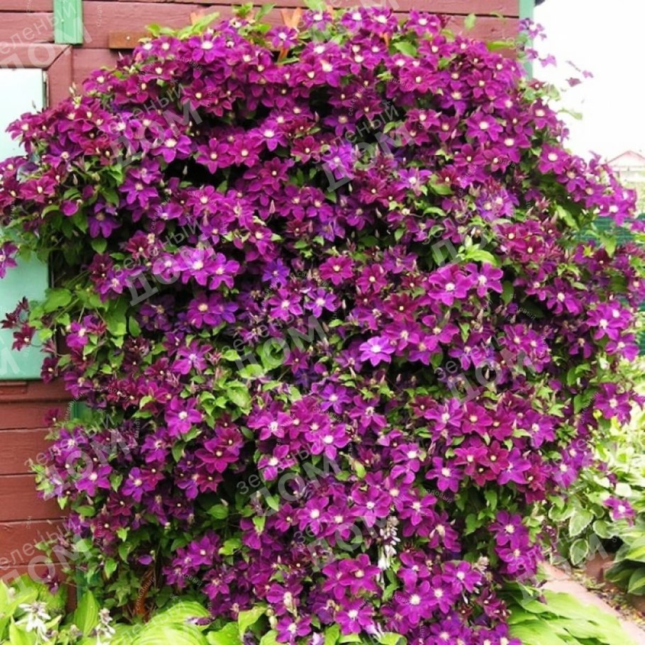 Глициния Вистерия Синенсис