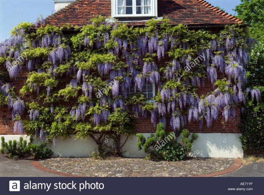 Плетущиеся цветы