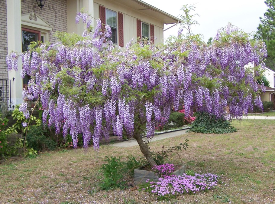 Долихос вьющаяся сирень