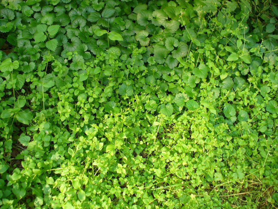 Мокрица зеленая