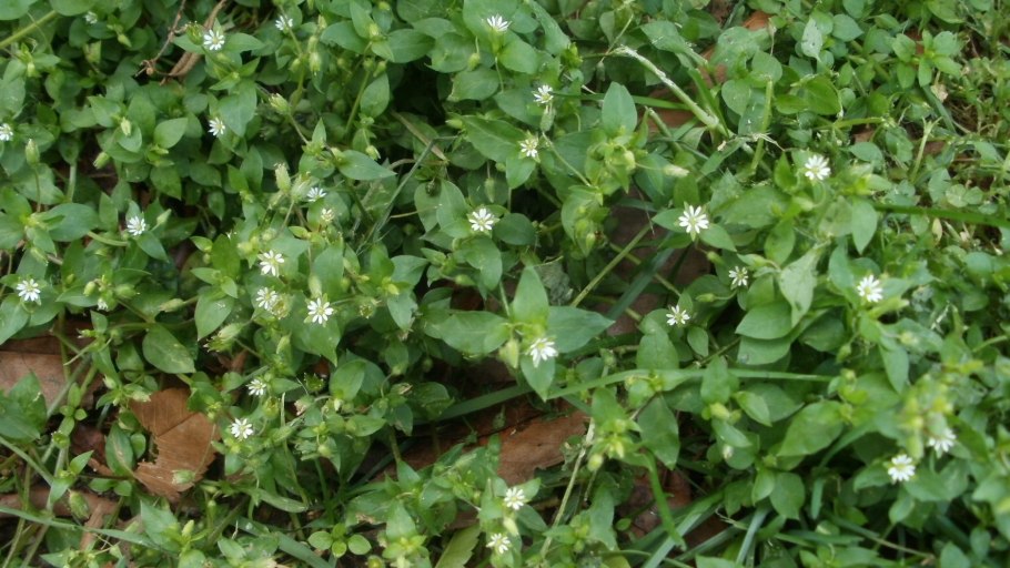 Мокрица сорняк огородный