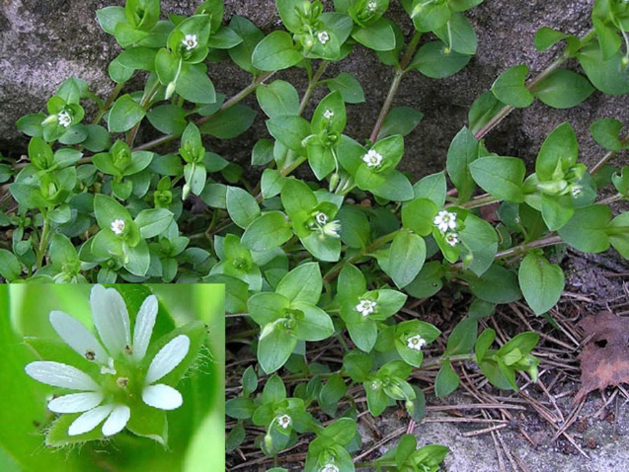 Звездчатка средняя (Stellaria Media)