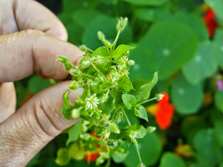 Мокрица сорняк огородный