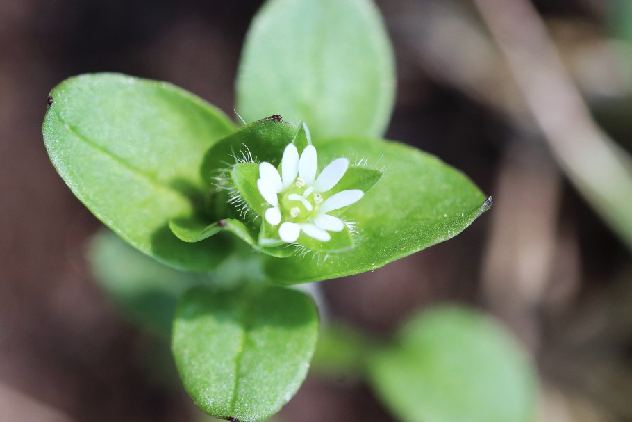 Мокрец сорняк