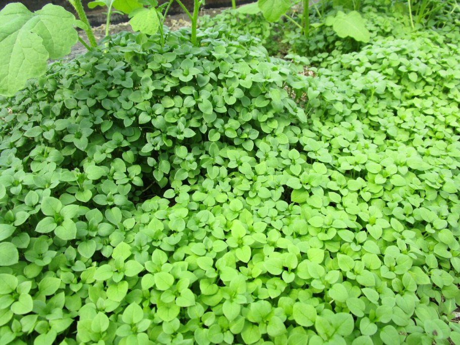 Плантации мокрицы