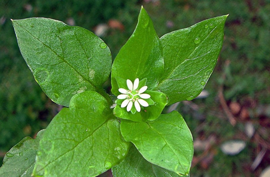 Трава звездчатка мокрица