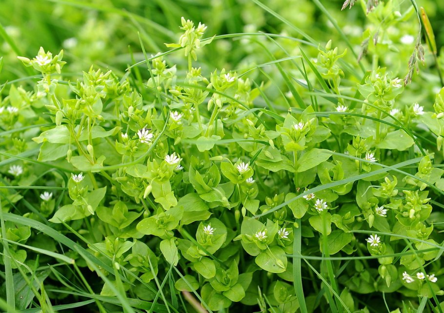 Звездчатка трава