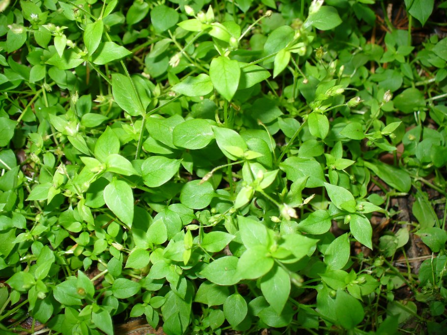 Мокрица звездчатка