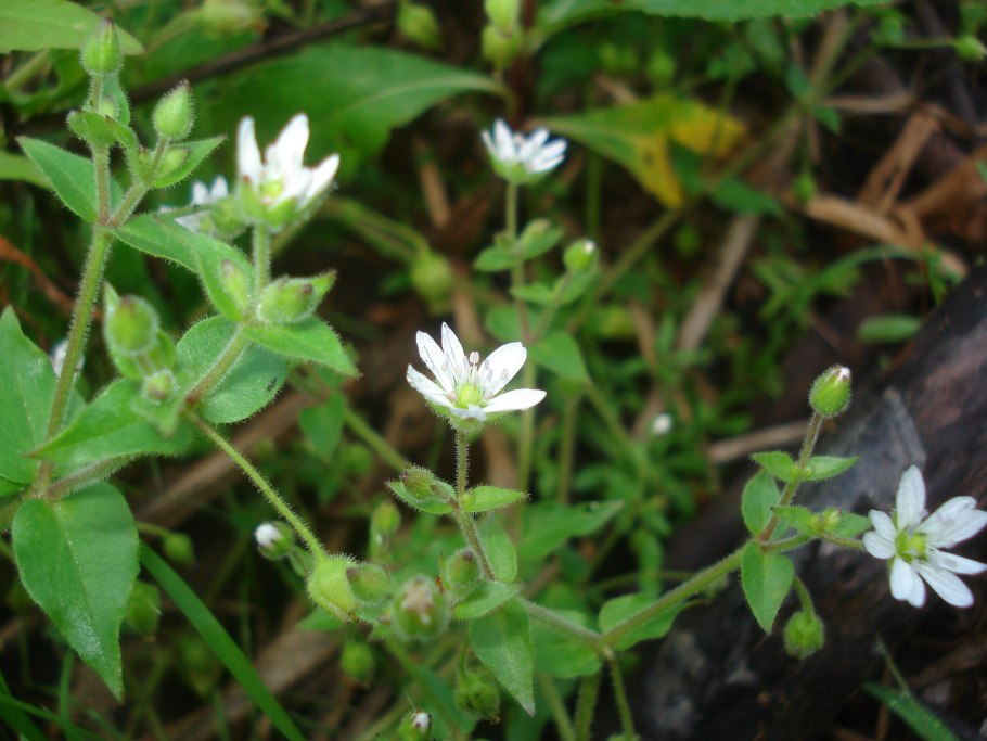 Звездчатка трава