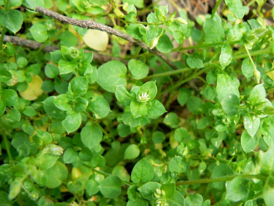 Мокрица звездчатка