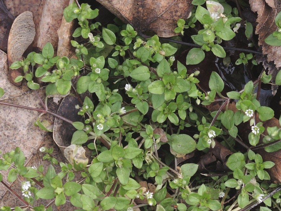 Звездчатка ланцетовидная