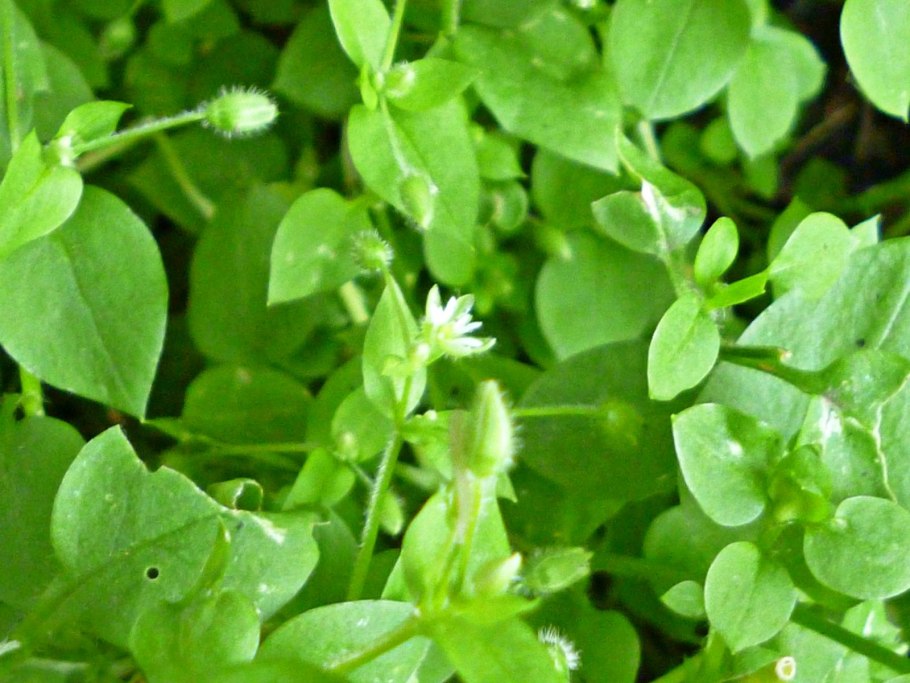 Мокрица сорняк огородный