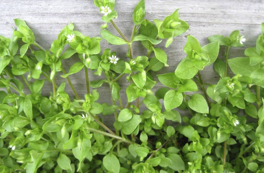 Мокрица трава съедобная