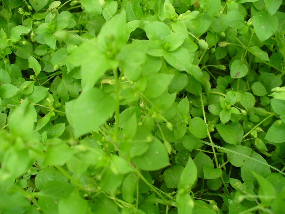 Мокрица звездчатка