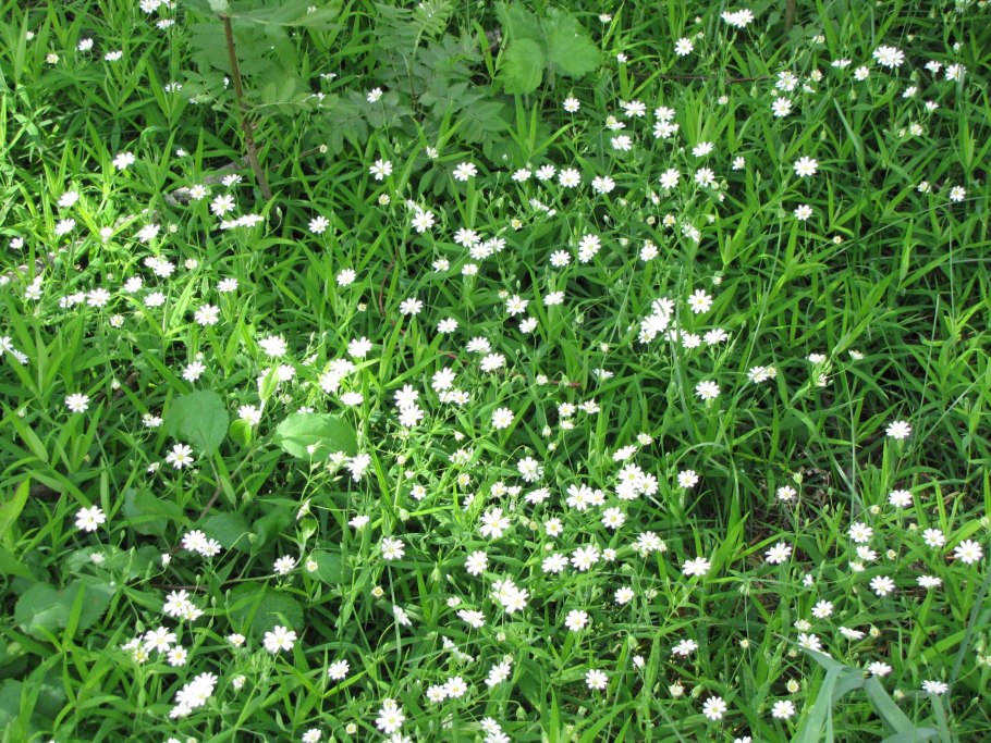 Мокрица зеленая