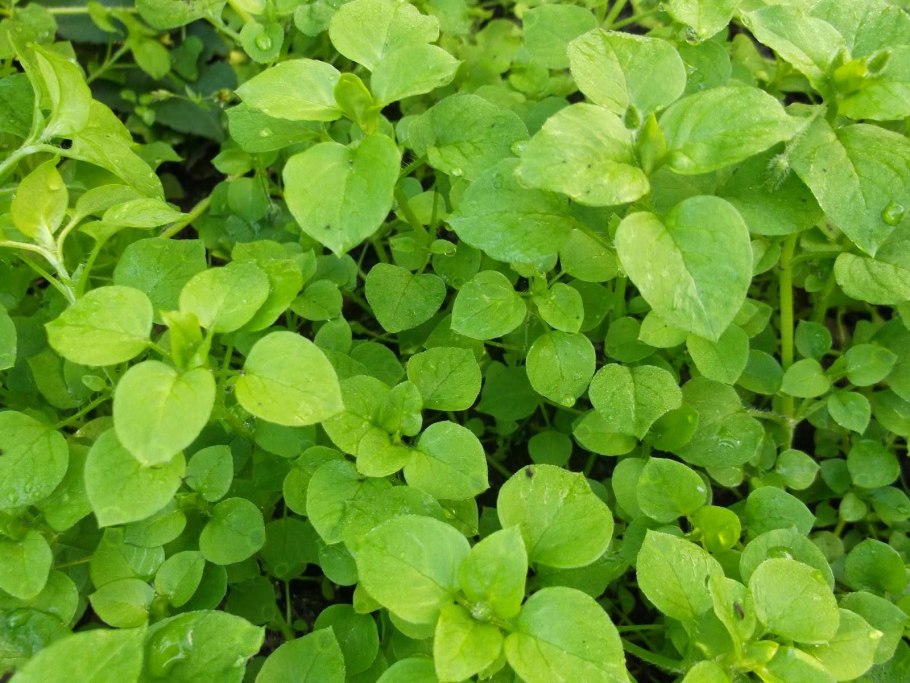 Мокрица Полевая