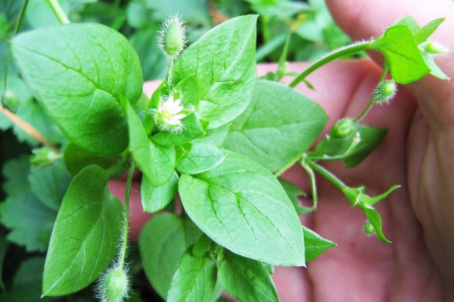 Stellaria crassifolia