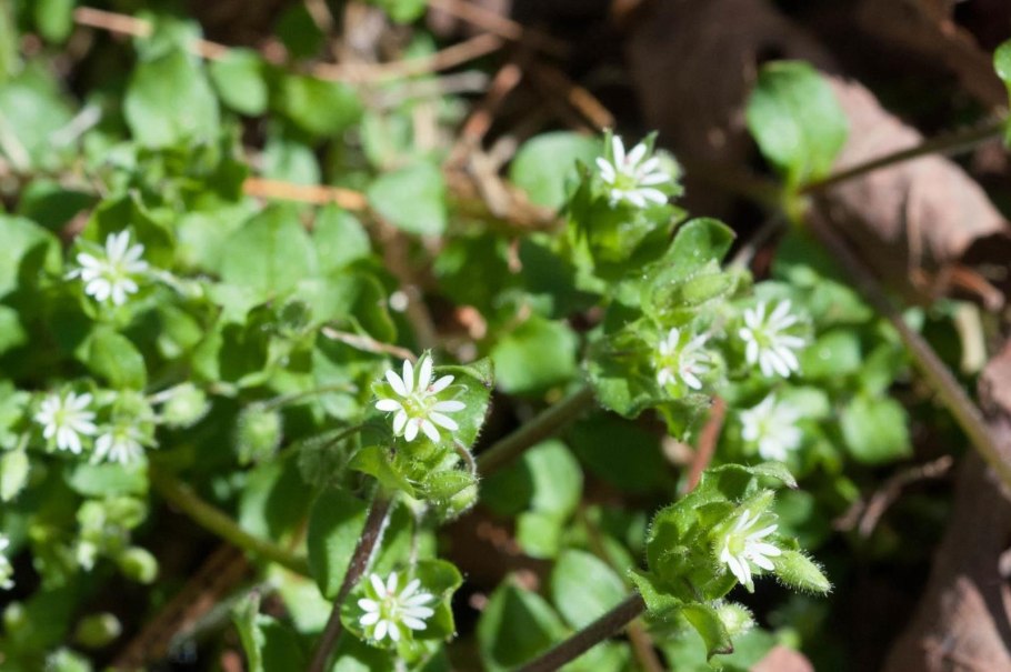 Мокрица трава