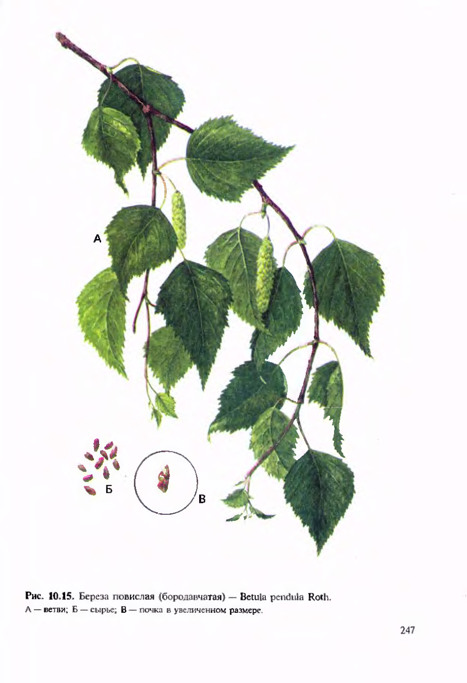 Береза повислая почки