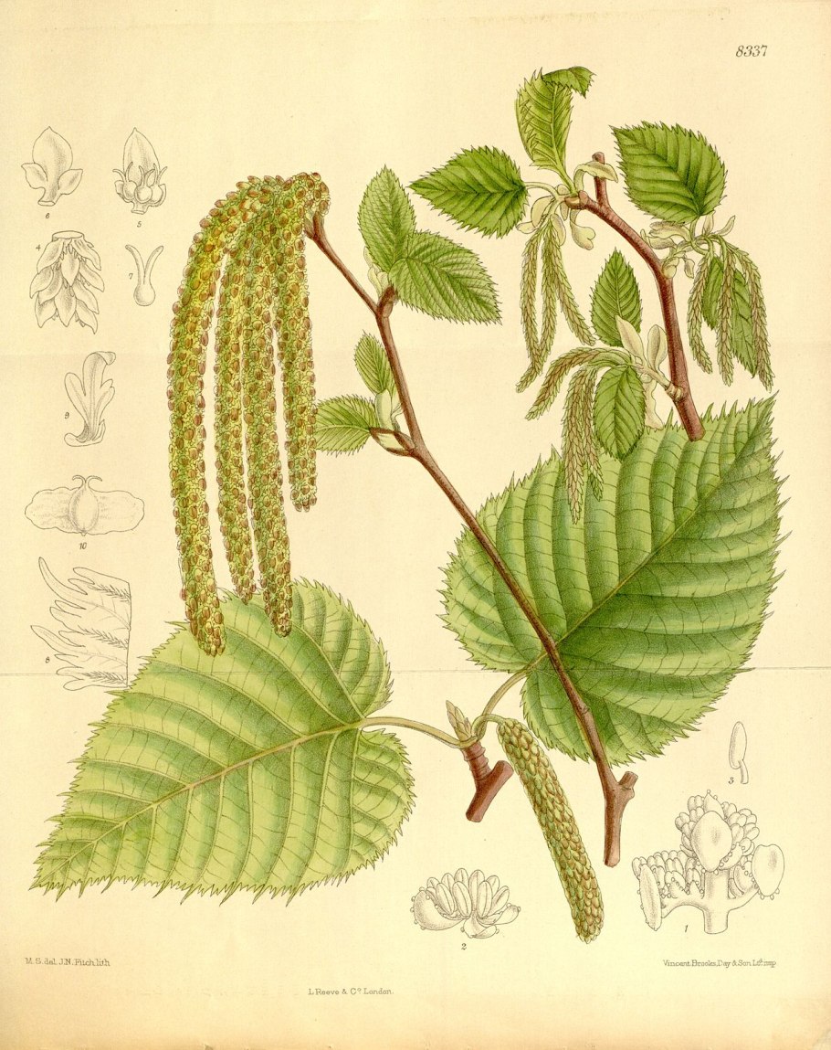 Береза пушистая Betula pubescens