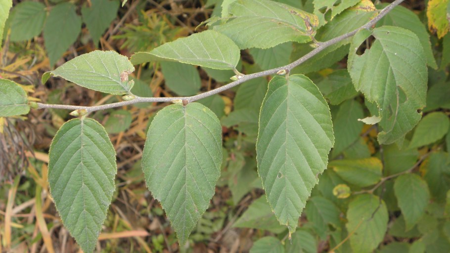 Береза повислая и пушистая листья