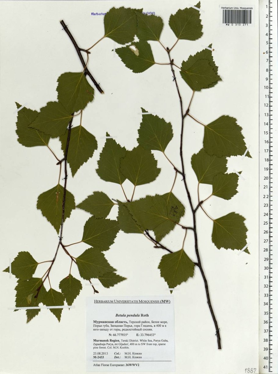 Хвойная заболонная порода древесины