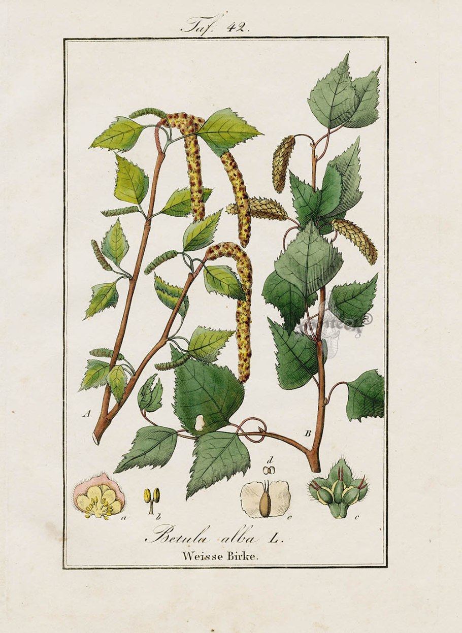 Береза Betula utilis