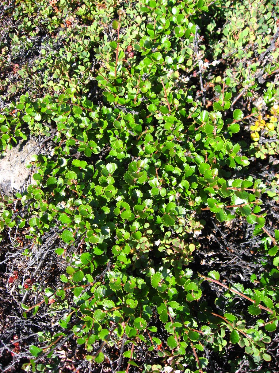 Карликовая берёза в тундре