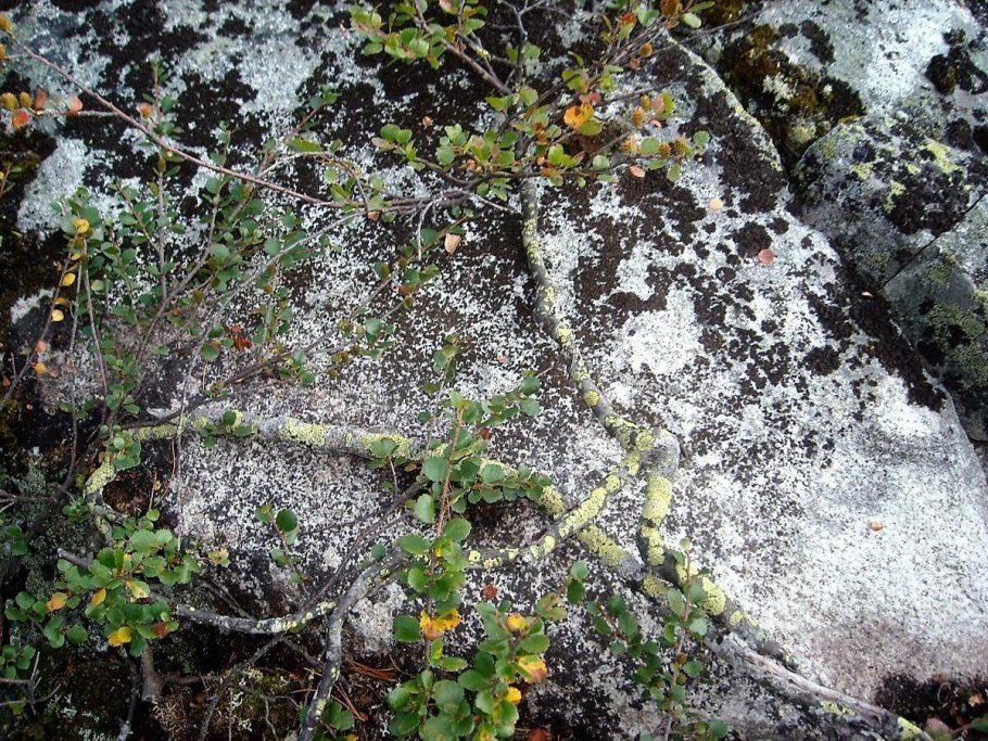 Карликовая Ива, Salix herbacea