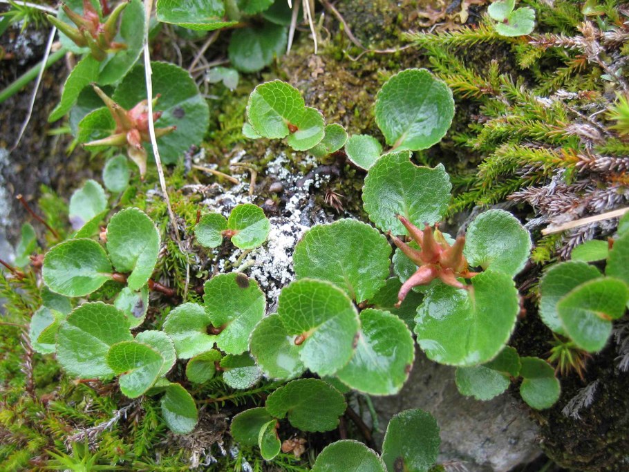 Арктическая Ива Камчатка