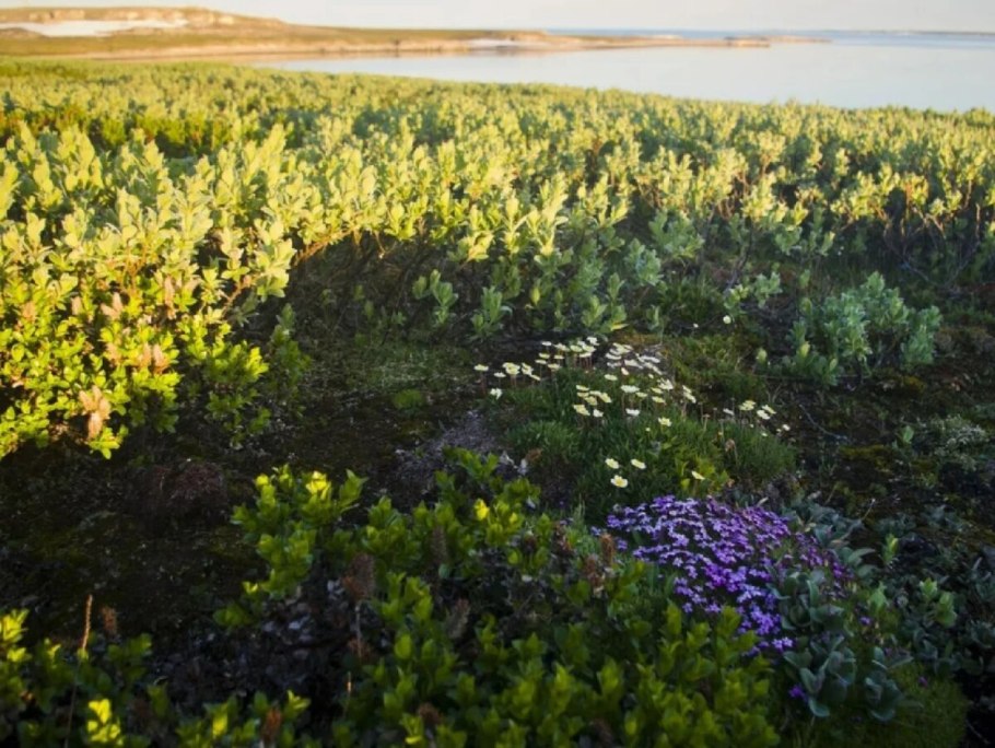 Растения тундры карликовая Ива