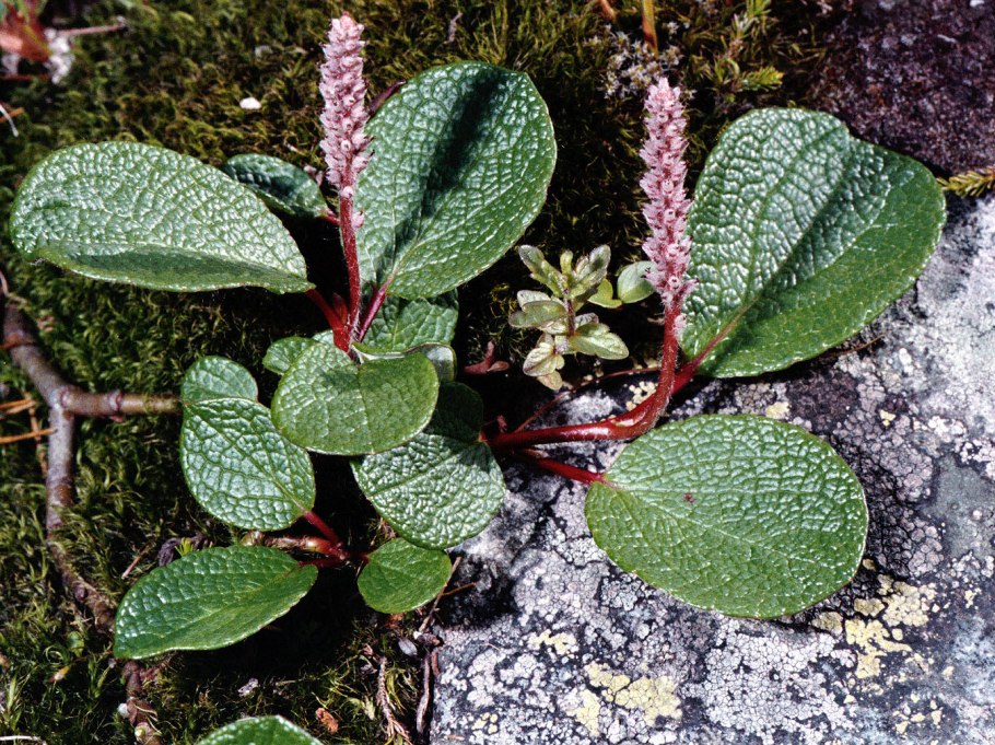 Карликовые березы Якутии