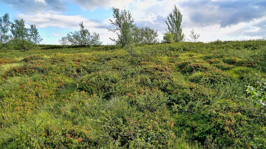 Растения тундры карликовая береза