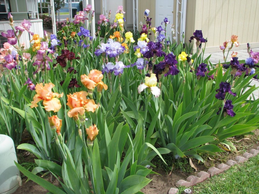 Иридарий на даче