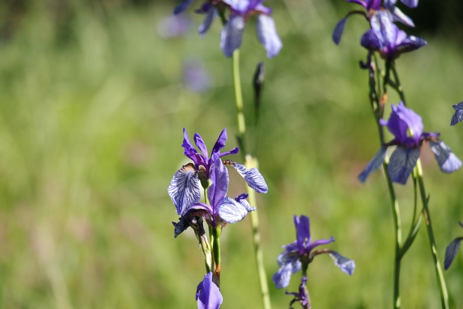 Ирис тонколистный