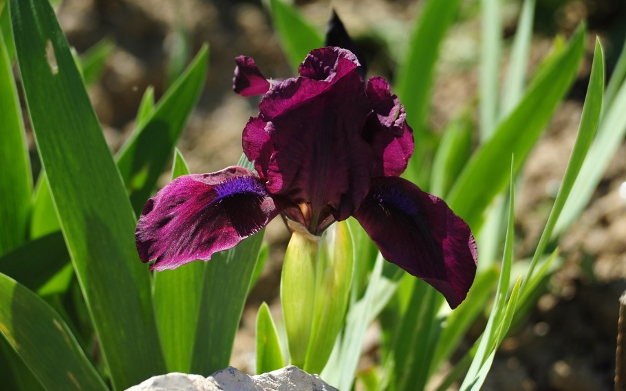 Ирис сорт Гэллери