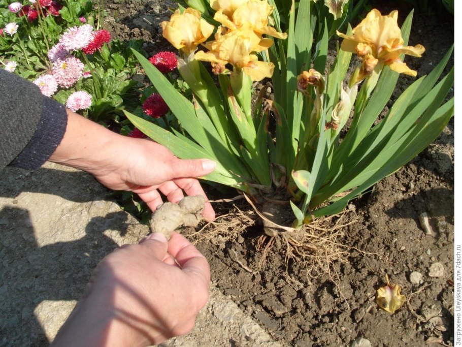 Ирисы луковичные посадка