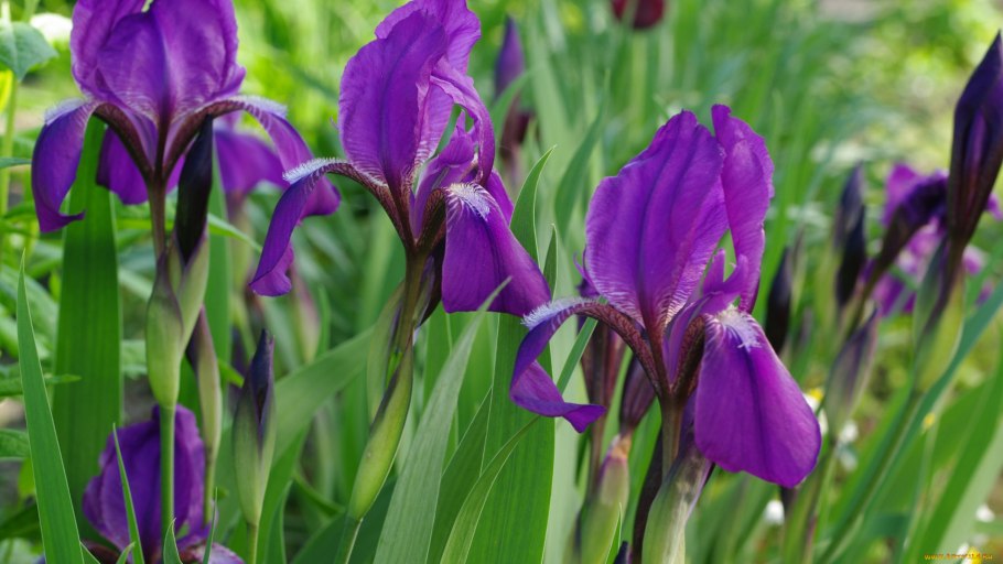 Ирис болотный фиолетовый