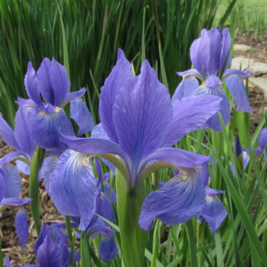 Цветок Ирис или Ирис