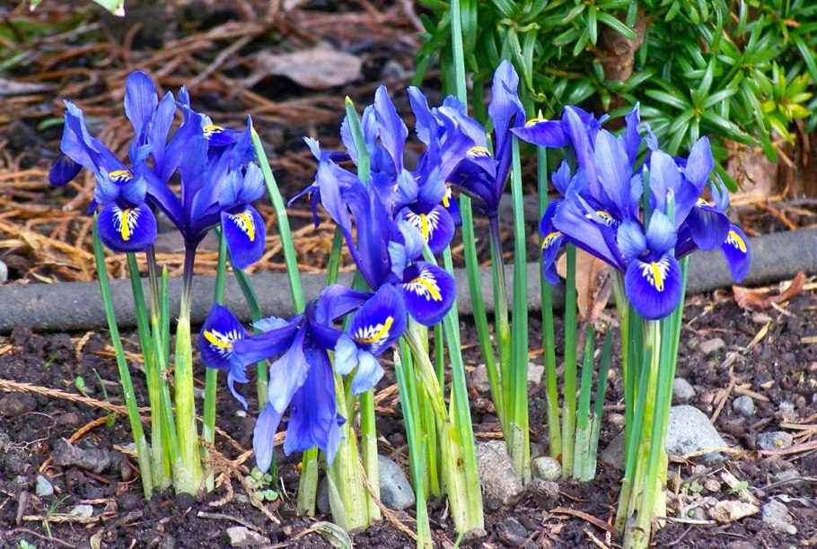 Иридодиктиум Ирис сетчатый