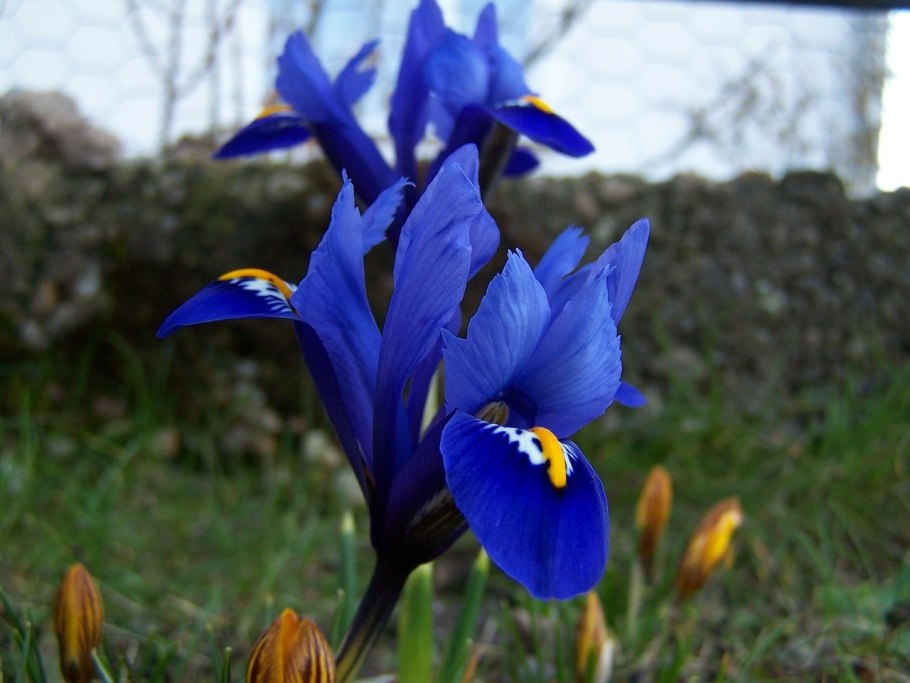 Ирис иберийский