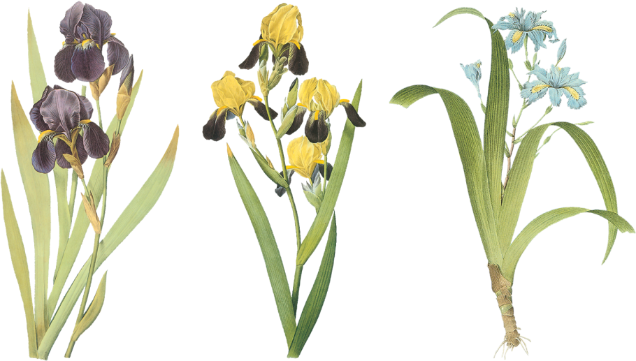 Желтые ирисы на прозрачном фоне