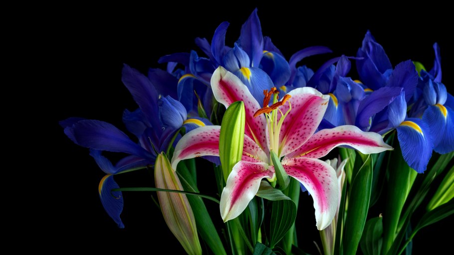 Цветы ирисы лилии
