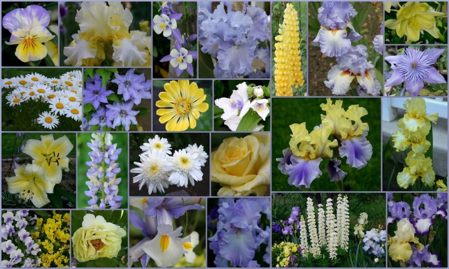 Гладиолусы , георгины, хосты, лилейники, ирисы коллаж