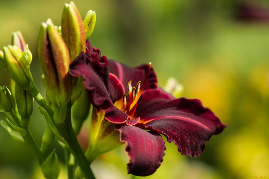 Cabbage Flower лилейник
