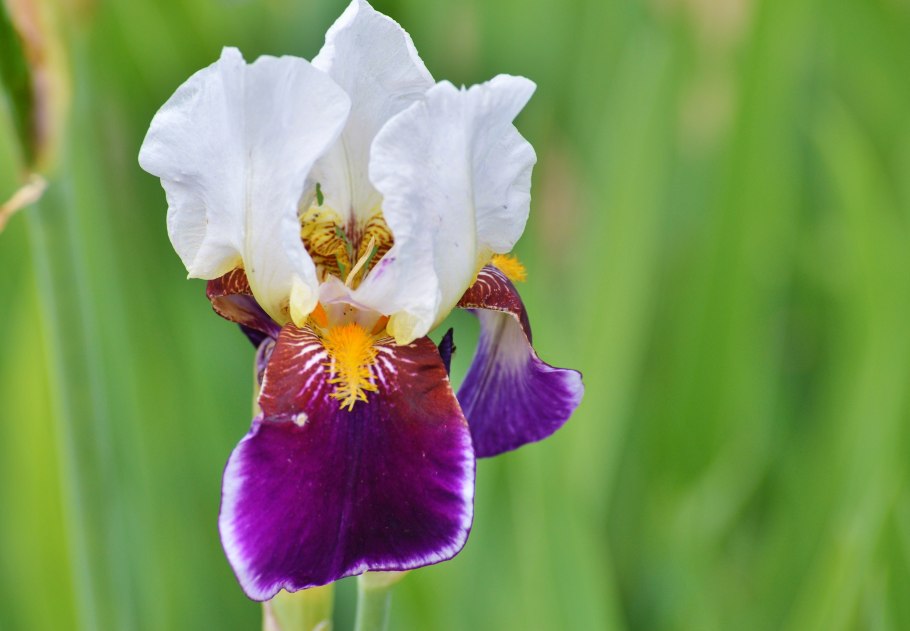 Ирис Пикульник