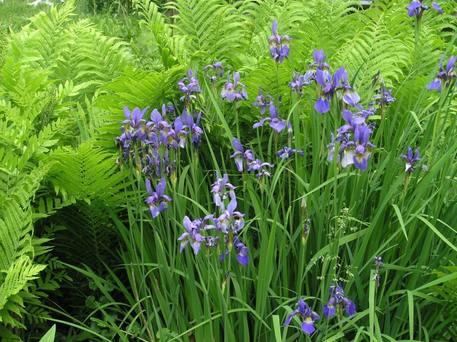 Ирис Сибирский болотный