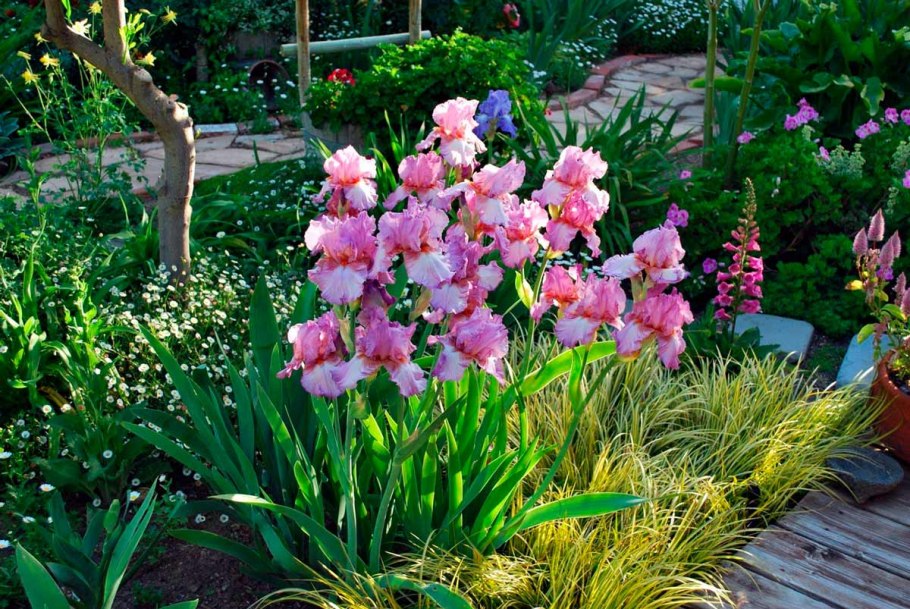 Клумба Ирис лилейник