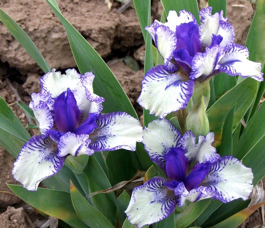 Ирис Lavender Fizz Sutton